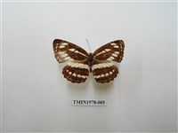 藏品(豆環蛺蝶)的圖片